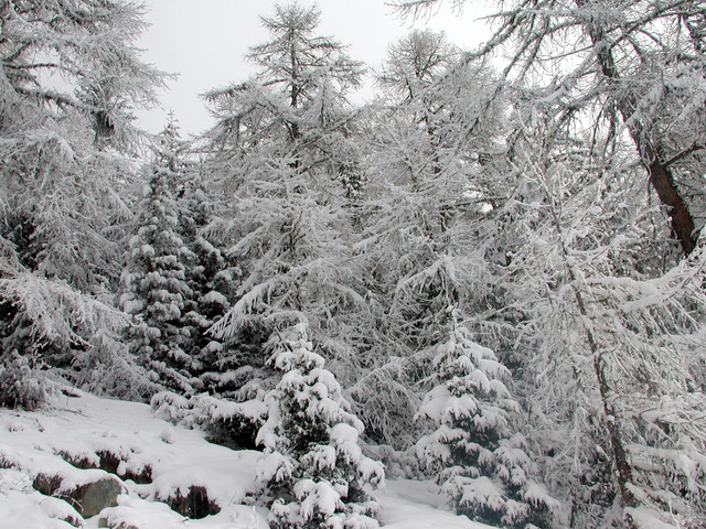home bg