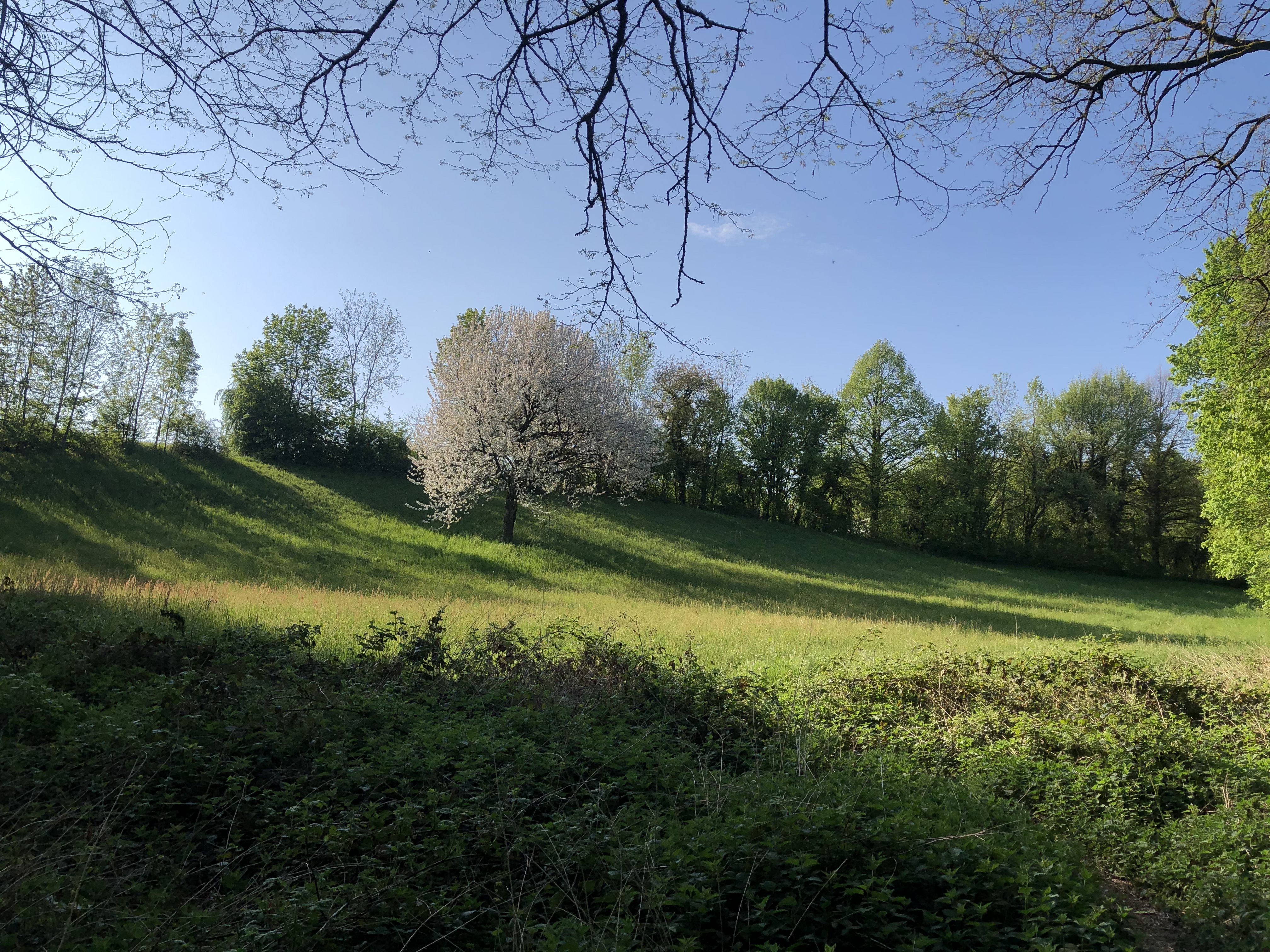 home bg